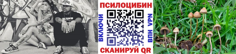 наркошоп  Махачкала  Галлюциногенные грибы Psilocybe 